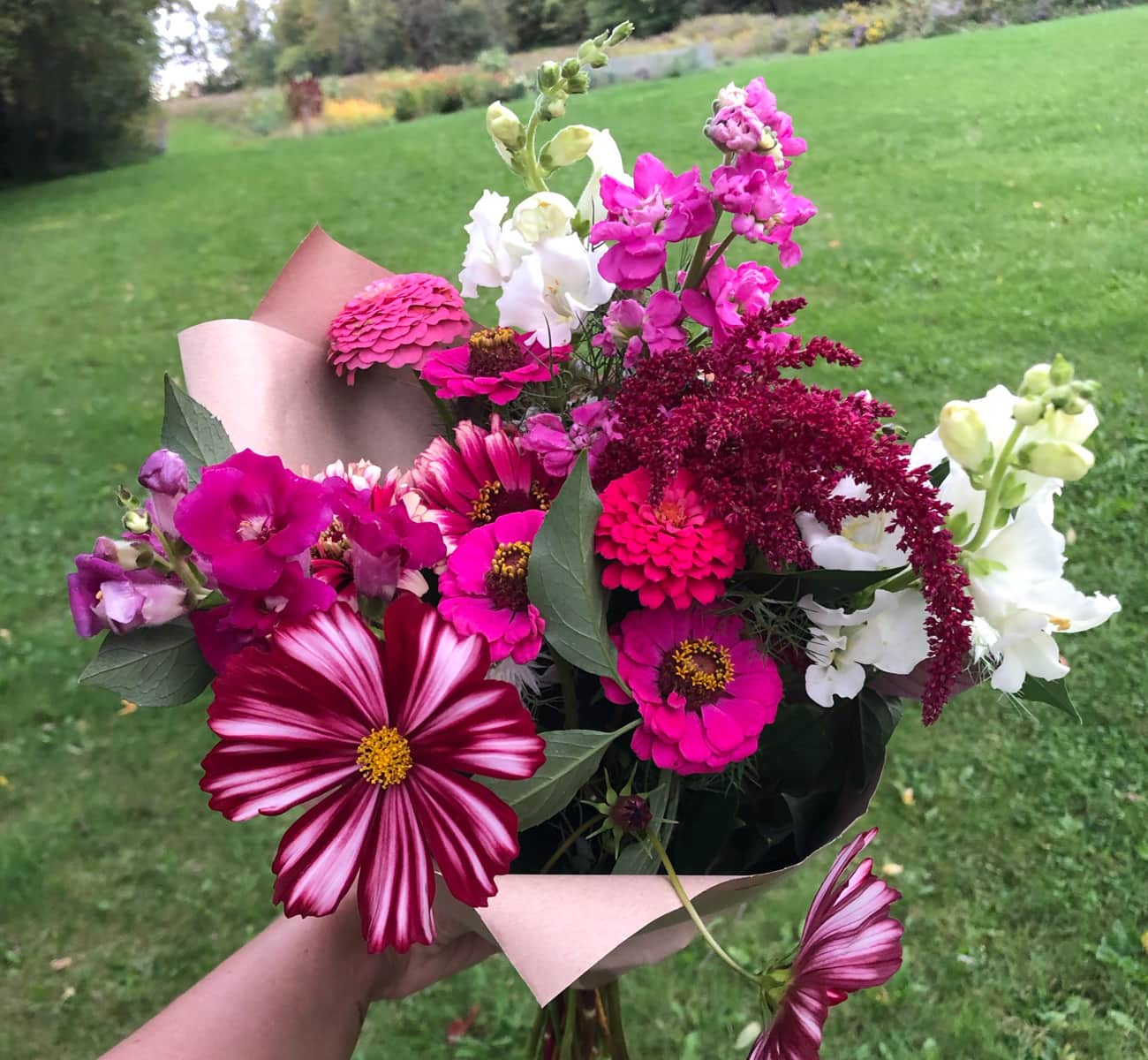 Close-up of fresh cut flowers gathered in a bouquet with green grass and the flower field in the background.