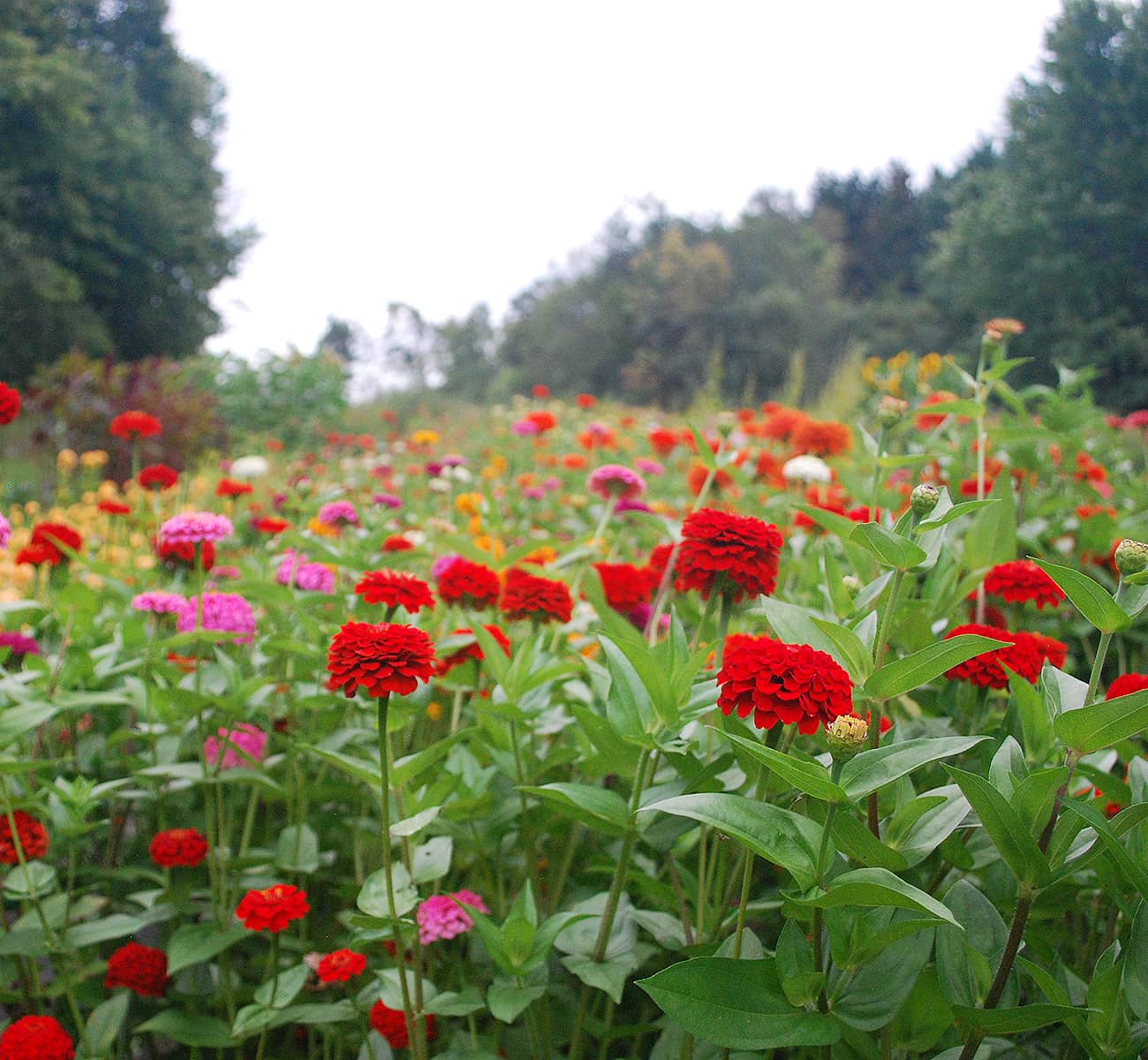 A flower field bursting with red and pink blooms illustrates what comes with fresh flower delivery.