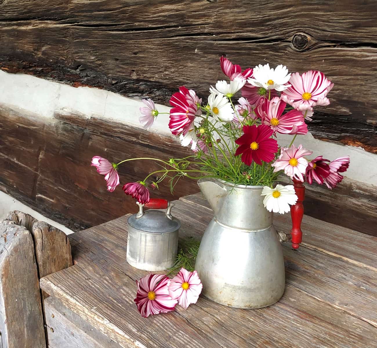 An old aluminum milk pitcher with a red handle holds a fresh-cut bouquet of cosmos standing on a rustic table.